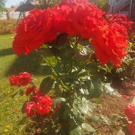 Affittacamere Rose Smederevska Palanka