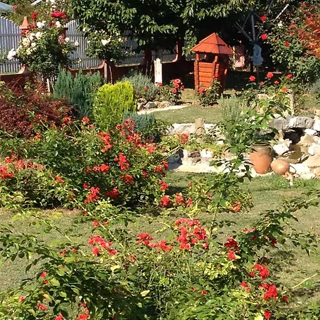 Rose Smederevska Palanka